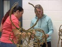 Highland Cow Willow Sculpture Full Day Workshop - Red Lodge Millennium Centre