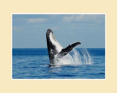 Humpback Whale Breaching Print