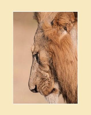 I am the Lion African Lion Print