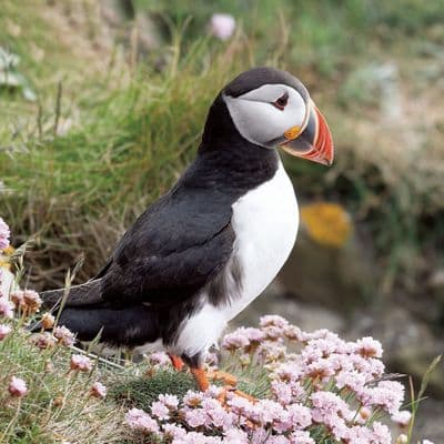 Island Puffin  Greetings Card