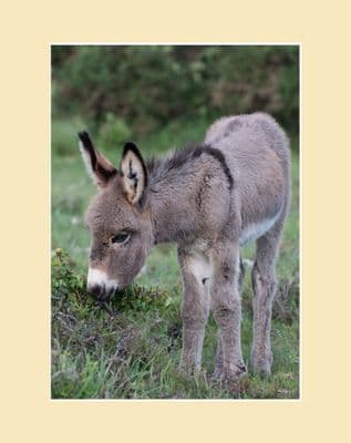 Just a Taste Donkey Foal Print