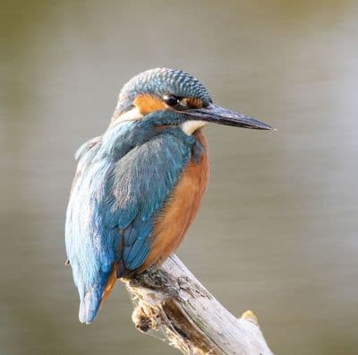 Kingfisher  Square Greetings Card