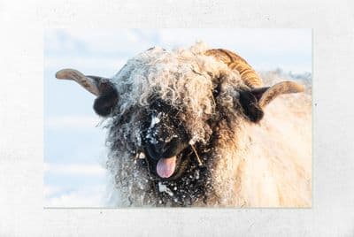 Laughing Blacknose:  Valais Blacknose Sheep Canvas Print