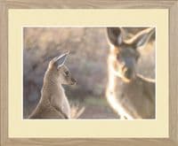 Leaving Home Western Grey Kangaroo Print