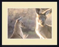 Leaving Home Western Grey Kangaroo Print