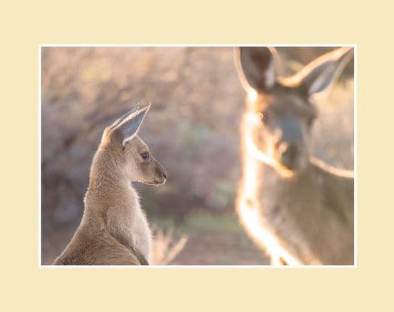 Leaving Home Western Grey Kangaroo Print