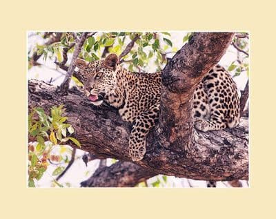 Leopard Photographic Print