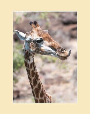 Licking Giraffe Print
