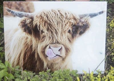 Licky Cow  Highland Cow Glass Chopping Board Large Size Toughened Glass