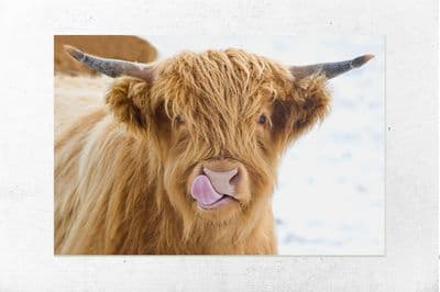 Licky Cow Highland Cow Premium Canvas Print