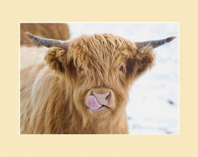 Licky Cow Highland Cow Print