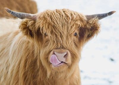 Licky Cow Large Unmounted Highland Cow Print