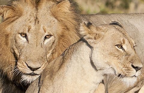 Lion Pair Lion and Lioness Large Unmounted Print