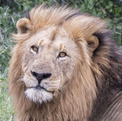 Lion Square Greetings Card