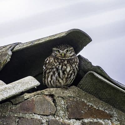 Little Owl Square Greetings Card