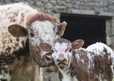 Longhorn Cow and Calf Greetings Card