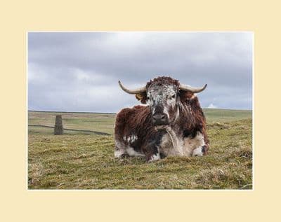 Longhorn Cow and Tower Print