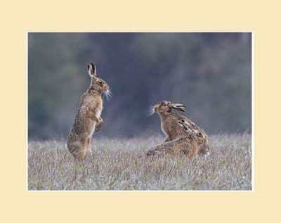 Mad April Hares Brown Hares Boxing Print