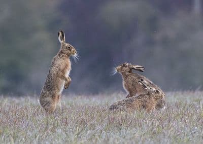 Mad April Hares Greetings Card