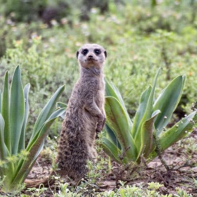 Meerkat  Square Greetings Card