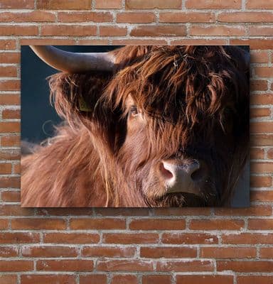Moody Cow - Highland Cow Premium Canvas Print
