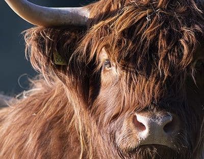 Moody Cow Large Unmounted Highland Cow Print