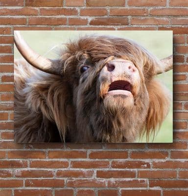 Mooo - Highland Cow Premium Canvas Print