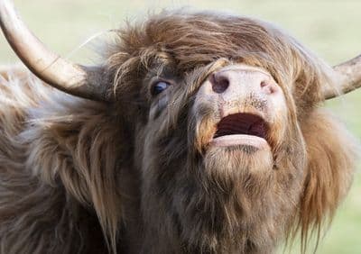 Mooo Large Unmounted Highland Cow Print