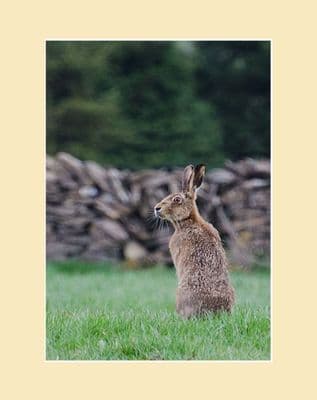 Moorland Hare Brown Hare Print