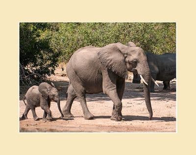 Mum and Calf African Elephant Print