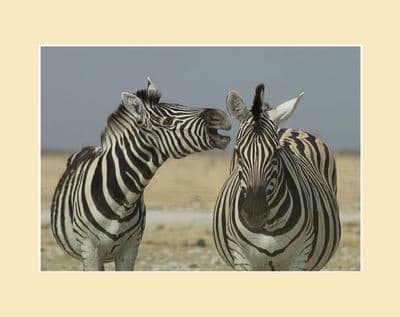 Mummm! Burchill's Zebra and Foal Print
