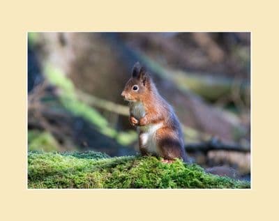 On Alert. Red Squirrel Photographic Print