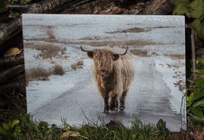 On the Road - Again Highland Cow Glass Chopping Board Large Size Toughened Glass