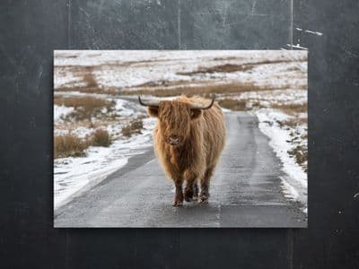 On the Road - Again Highland Cow Premium Canvas Print