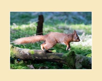 On The Woodland Floor Red Squirrel Leaping Photographic Print