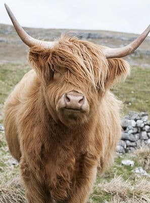 Out on the Hills Highland Cow Greetings Card