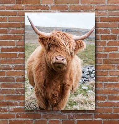 Out on the Hills Highland Cow Premium Canvas Print