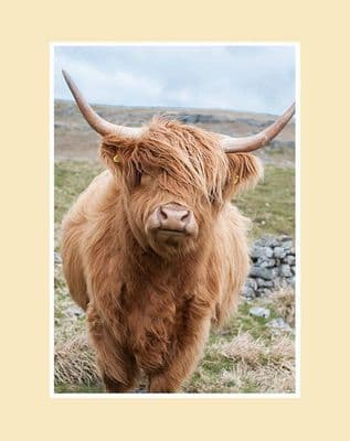 Out on the Hills Highland Cow  Print