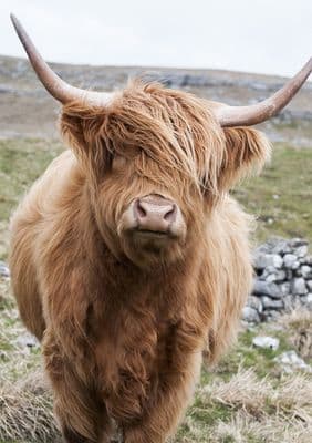 Out on the Hills Large Unmounted Highland Cow Print