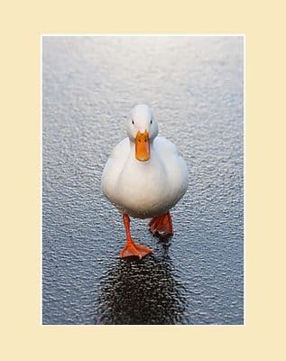 Out on the Ice White Duck Print
