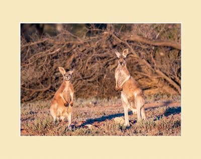 Outback Roos Red Kangaroo  Australian Wildlife Print