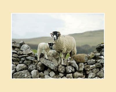 Over the Wall Swaledale Sheep Landscape Print
