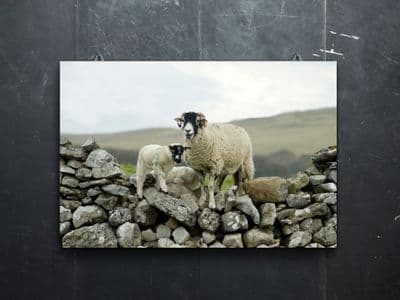Over the Wall Swaledale Sheep Large Canvas Print