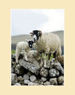 Over the Wall Swaledale Sheep Portrait Print
