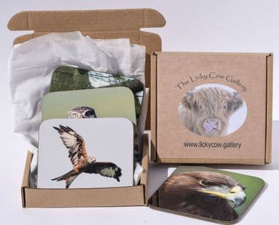 Owl and Birds of Prey Coasters