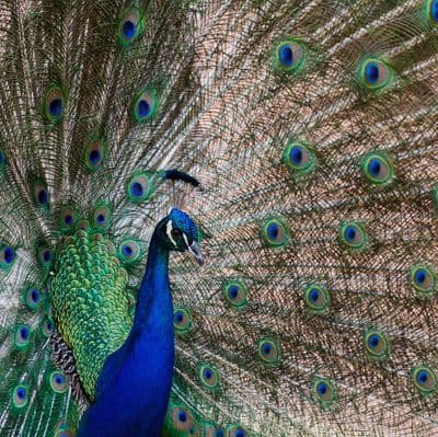 Peacock Square Greetings Card