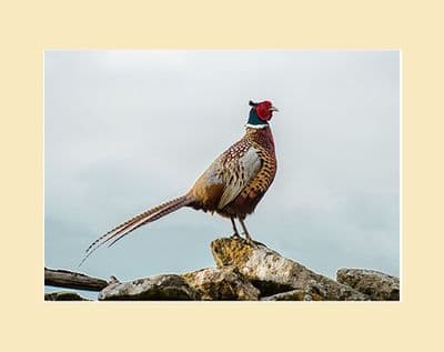 Phesant on the Wall Print