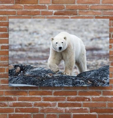Polar Bear Canvas Print
