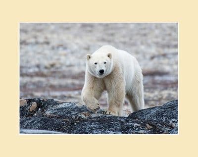 Polar Bear Photographic Print Out on the Tundra