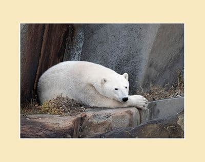 Polar Bear Photographic Print Rest Time